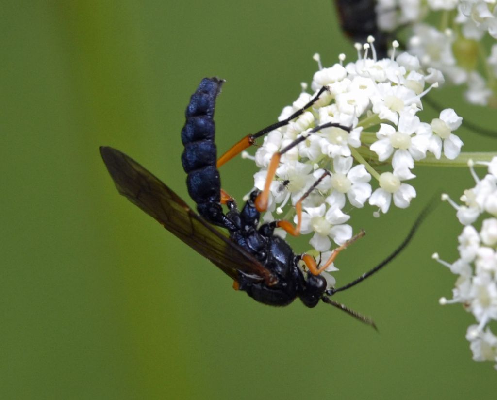 Trogus lapidator, Ichneumonidae